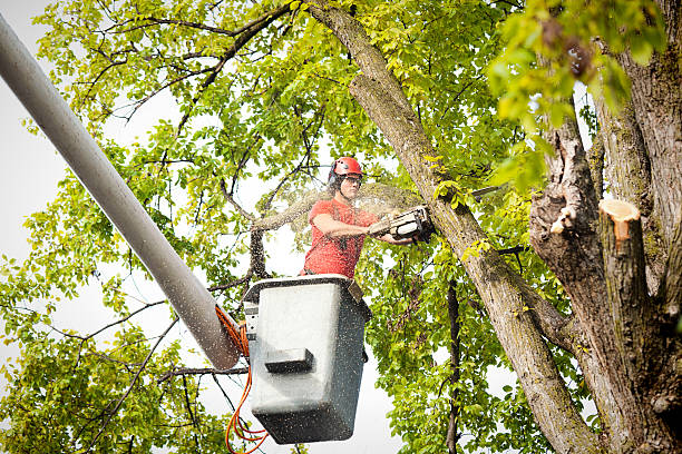 Reliable Fenton, MI Tree Removal Solutions